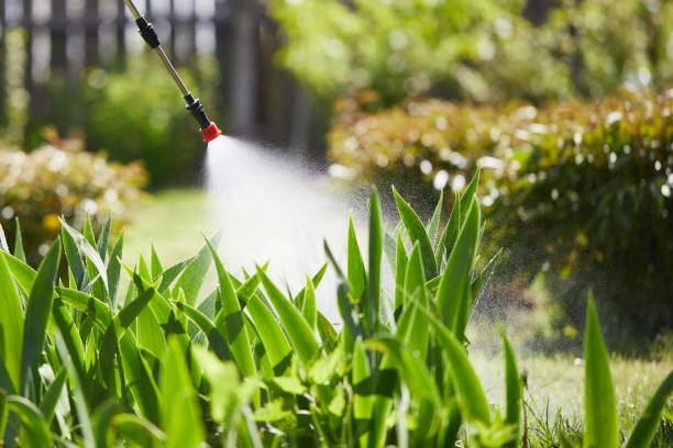 24/7 Emergency Ant Control experts in Kincheloe, MI